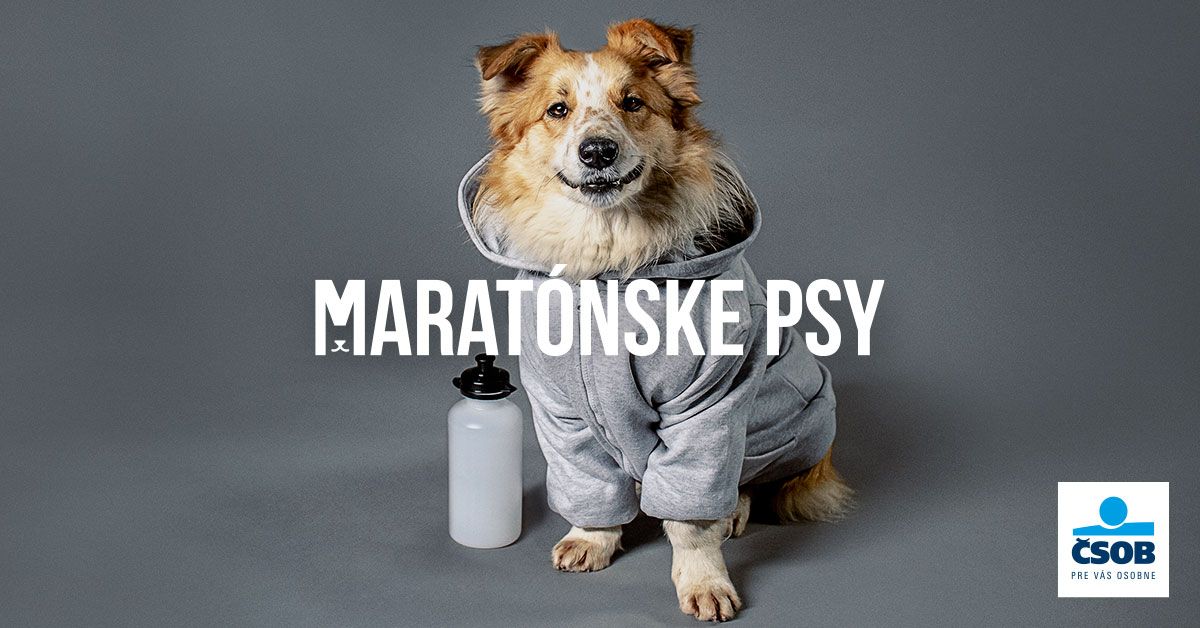 Kľúčový vizuál kampane Maratónske psy: pes z útulku v sivej športovej mikine s fľašou na vodu, logo ČSOB